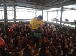 foto gallinero