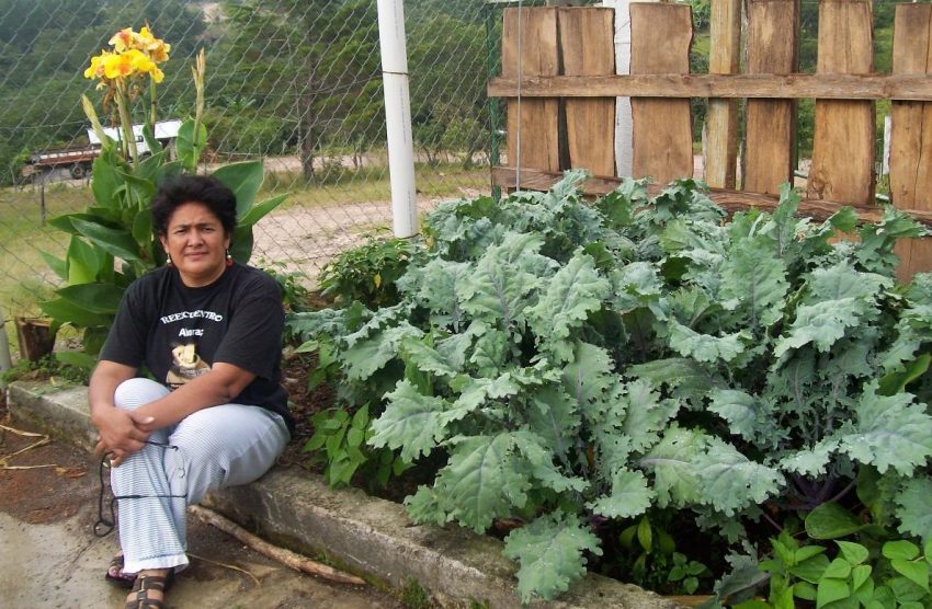 Mini Granja Dilma (1)