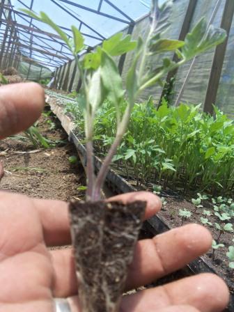 En COMSA se producen plántulas saludables