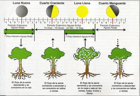 LA LUNA Y SU INFLUENCIA EN LAS ACTIVIDADES AGROPECUARIAS