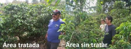 Resultados del uso de biotecnologías orgánicas en cafetales afectados por ROYA