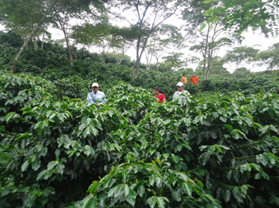 Proyecto piloto investigación en fincas orgánicas sobre captura de carbono COMSA-CEDECO