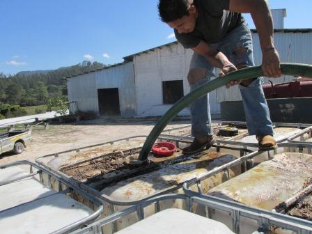 Aguas mieles!!! una experiencia de éxito en fincas