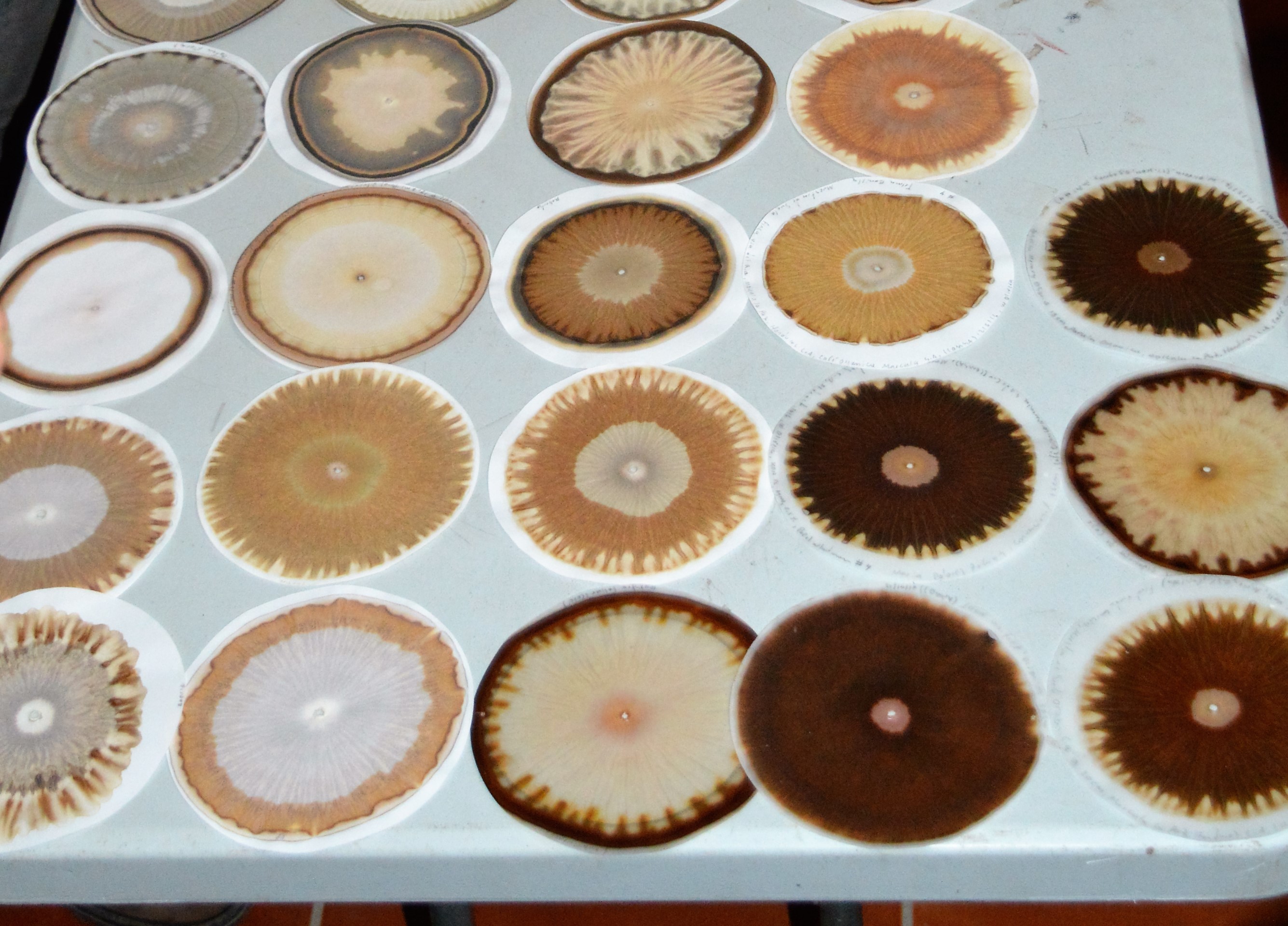 La importancia de la Cromatografía  y la Microbiología en el proceso de agricultura orgánica en COMSA.