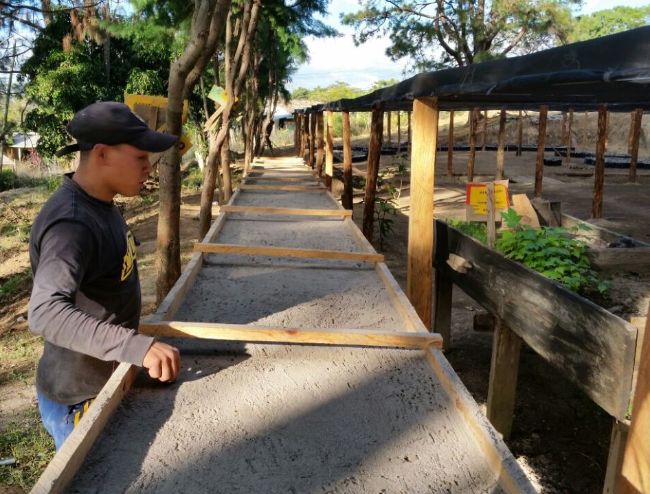 COMSA inicia proceso de reforestación
