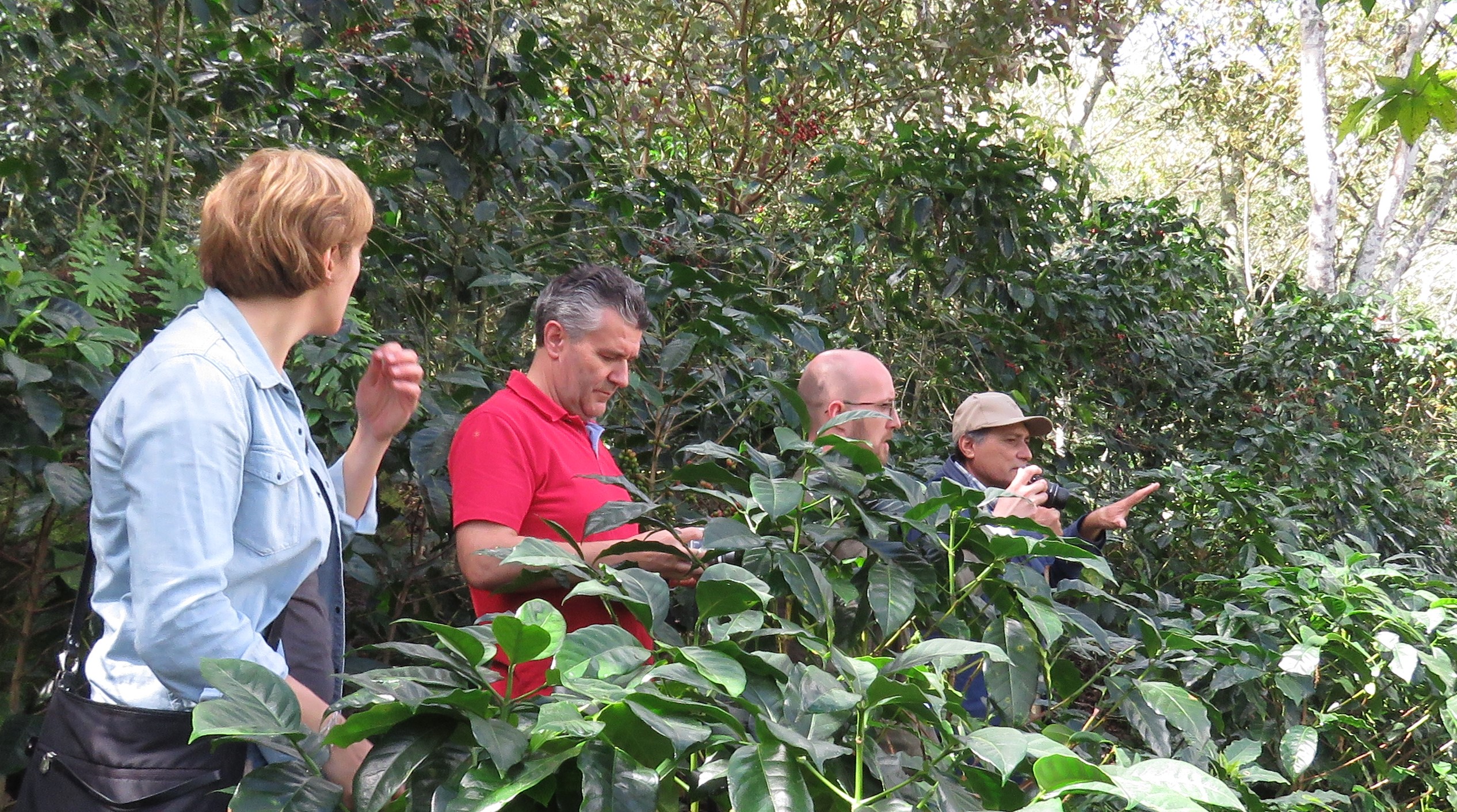 Compradores de café de Alemania y Austria visitan COMSA