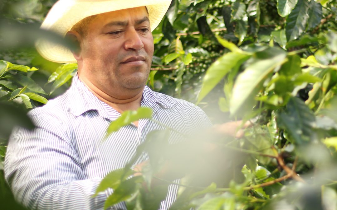 Socio de COMSA participará de subasta de café