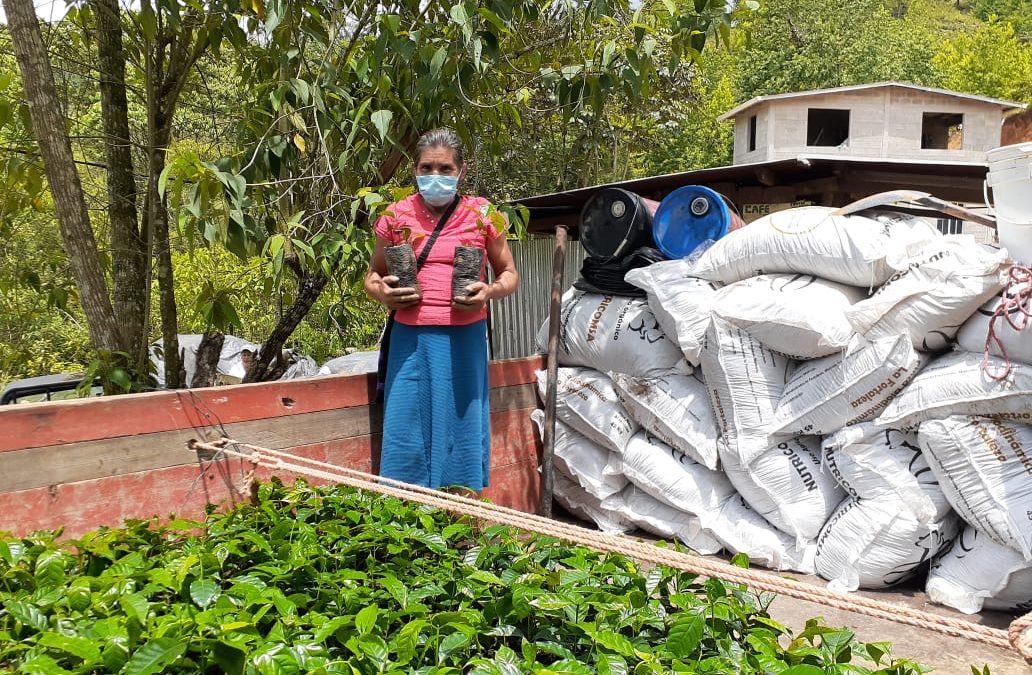COMSA realiza la entrega de plantas con memoria
