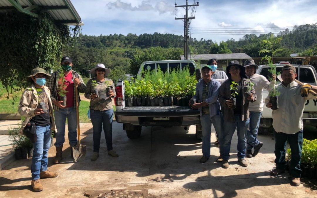 Campaña de reforestación COMSA 2021