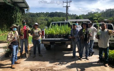 Campaña de reforestación COMSA 2021