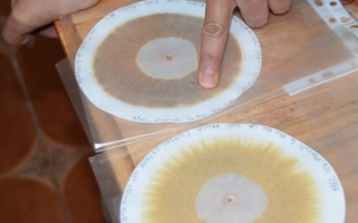 El reflejo vivo de la salud del suelo en las cromatografías de  Finca La Fortaleza
