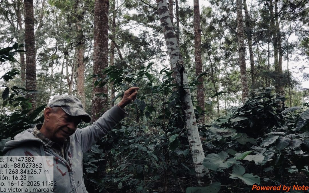 Zamorano y Grupo COMSA fortalecen alianza para investigar los impactos del cambio climático en la caficultura hondureña